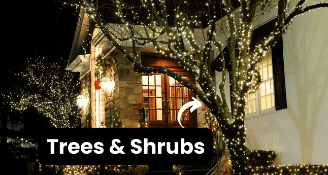 Trees and shrubs wrapped in stunning Christmas illumination